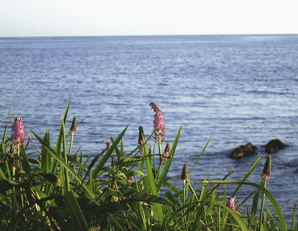 ツルボ（蔓穂　つるぼ）　サンダイガサ（参内傘）　ピンクの花　湘南の海